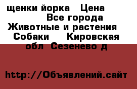 щенки йорка › Цена ­ 15 000 - Все города Животные и растения » Собаки   . Кировская обл.,Сезенево д.